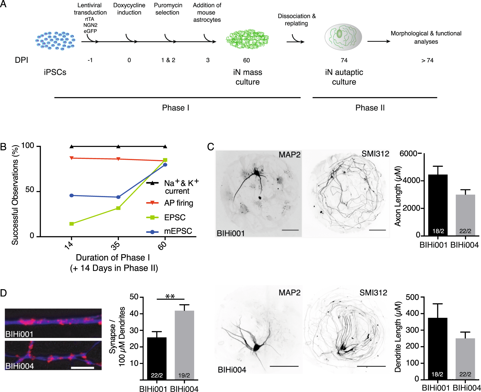 Presynaptic Dysfunction in Neurons Derived from Tay–Sachs iPSCs