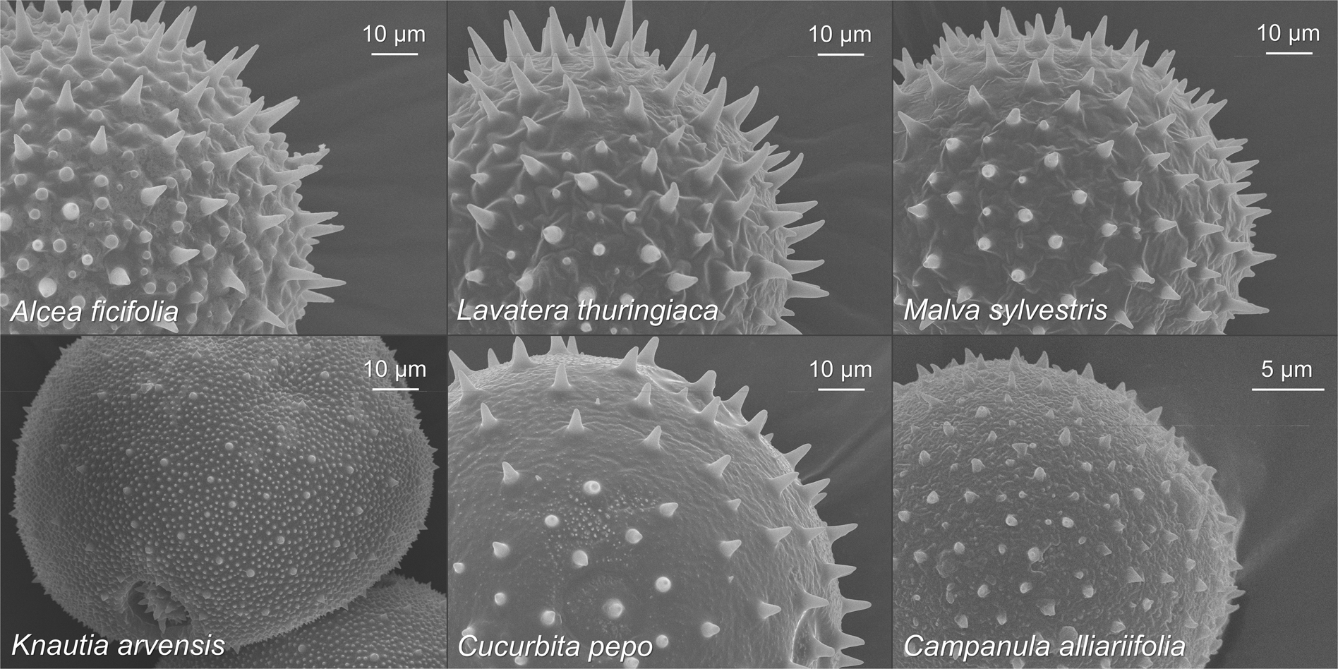 Pollen Grain Morphology Is Not Exclusively Responsible For Pollen Collectability In Bumble Bees Scientific Reports