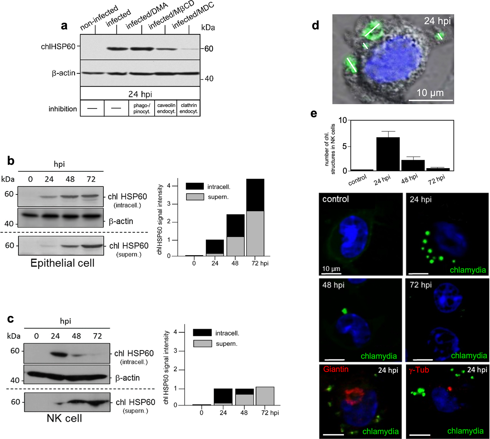 Nk Cell Mediated Processing Of Chlamydia Psittaci Drives Potent Anti Bacterial Th1 Immunity Scientific Reports
