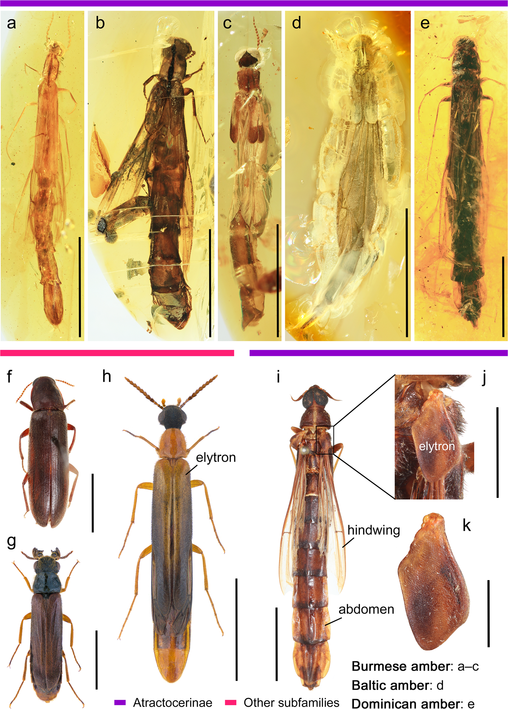 Conoderus | Humboldt Life | Lost Coast Outpost | Humboldt County News, image size:1641x2290
