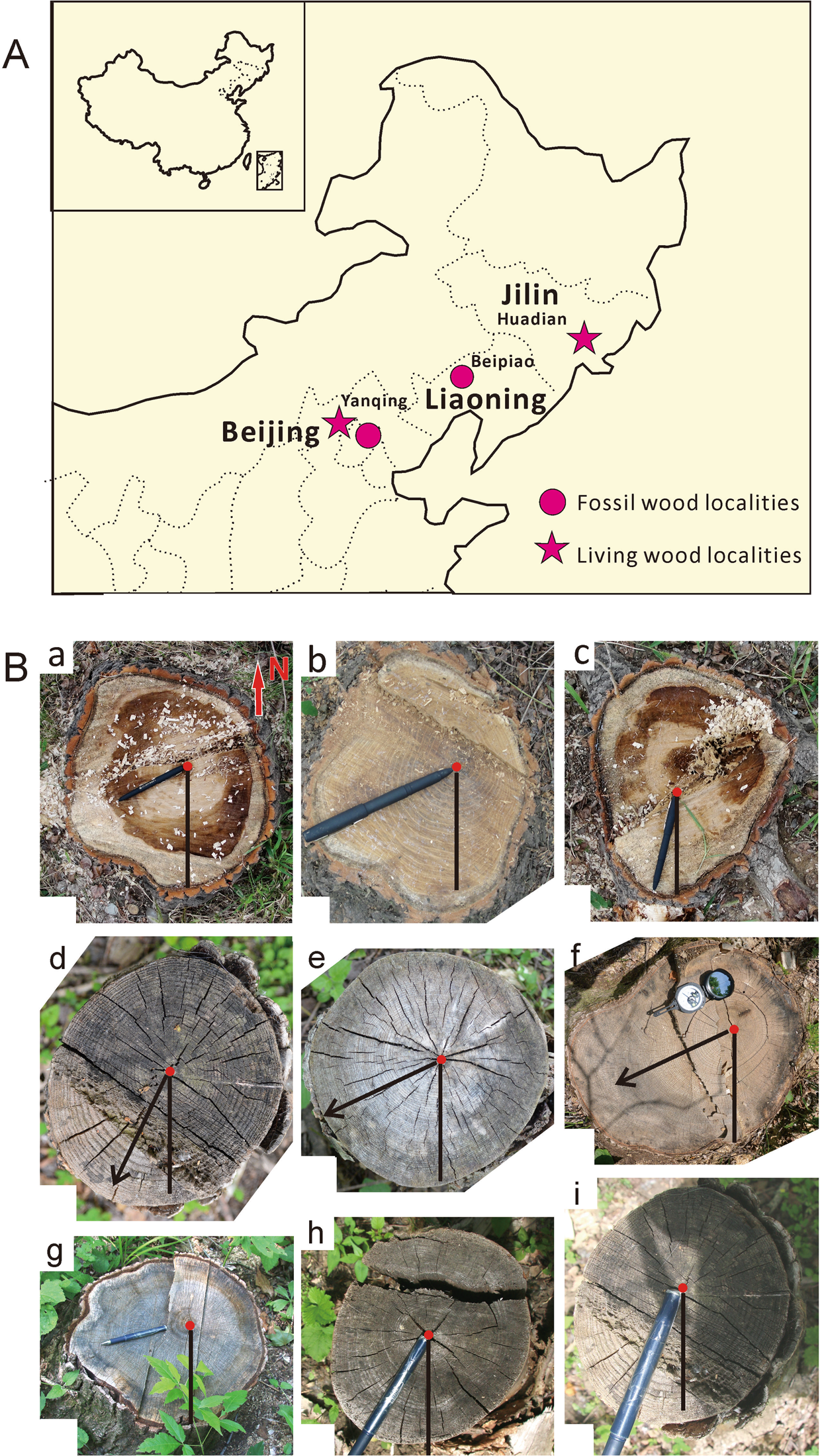 PDF) The interpretation of archaeological tree-ring dates