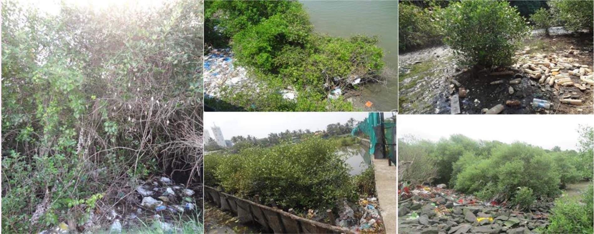 Potential Of Fungi Isolated From The Dumping Sites Mangrove