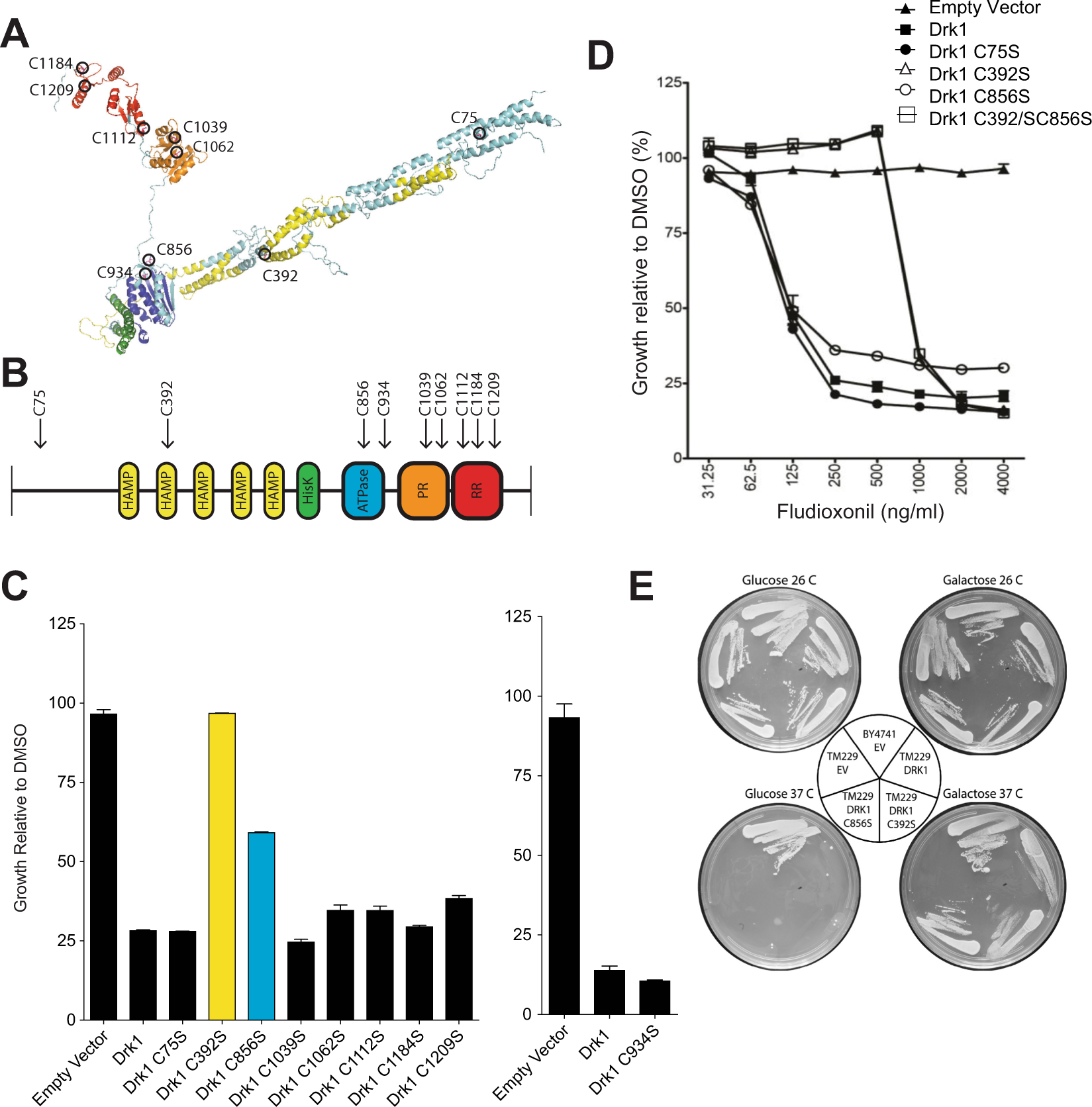 Phenylpyrrole fungicides act on triosephosphate isomerase to induce  methylglyoxal stress and alter hybrid histidine kinase activity |  Scientific Reports