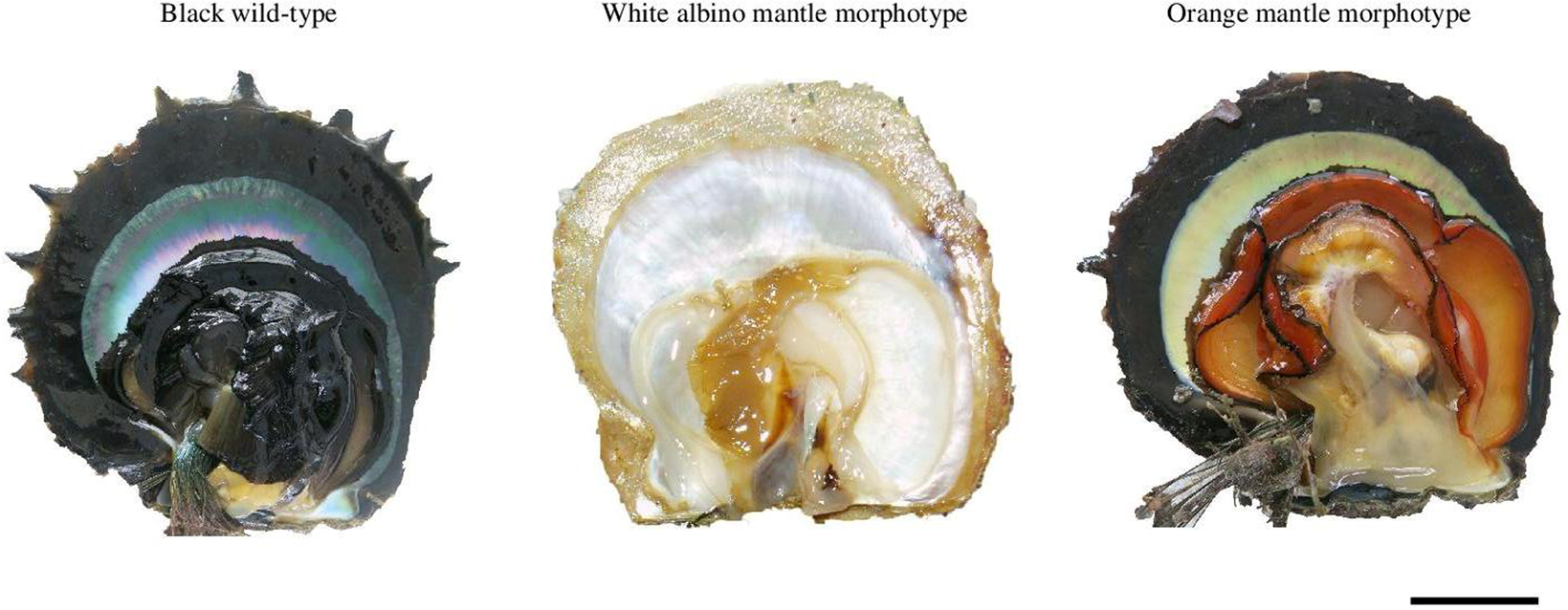Relationship of the orange tissue morphotype with shell and pearl  colouration in the mollusc Pinctada margaritifera | Scientific Reports