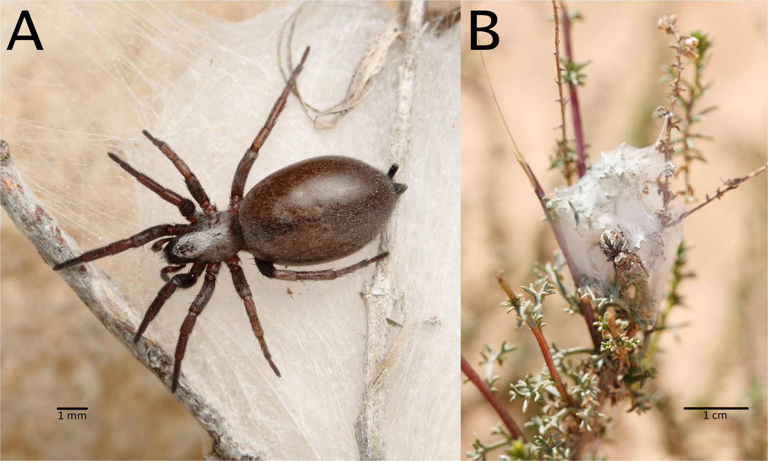 Box plot comparing male black widow spider body size (mean