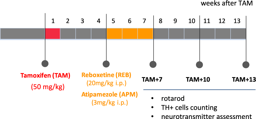 Stimulation of noradrenergic transmission by reboxetine is beneficial for a  mouse model of progressive parkinsonism | Scientific Reports