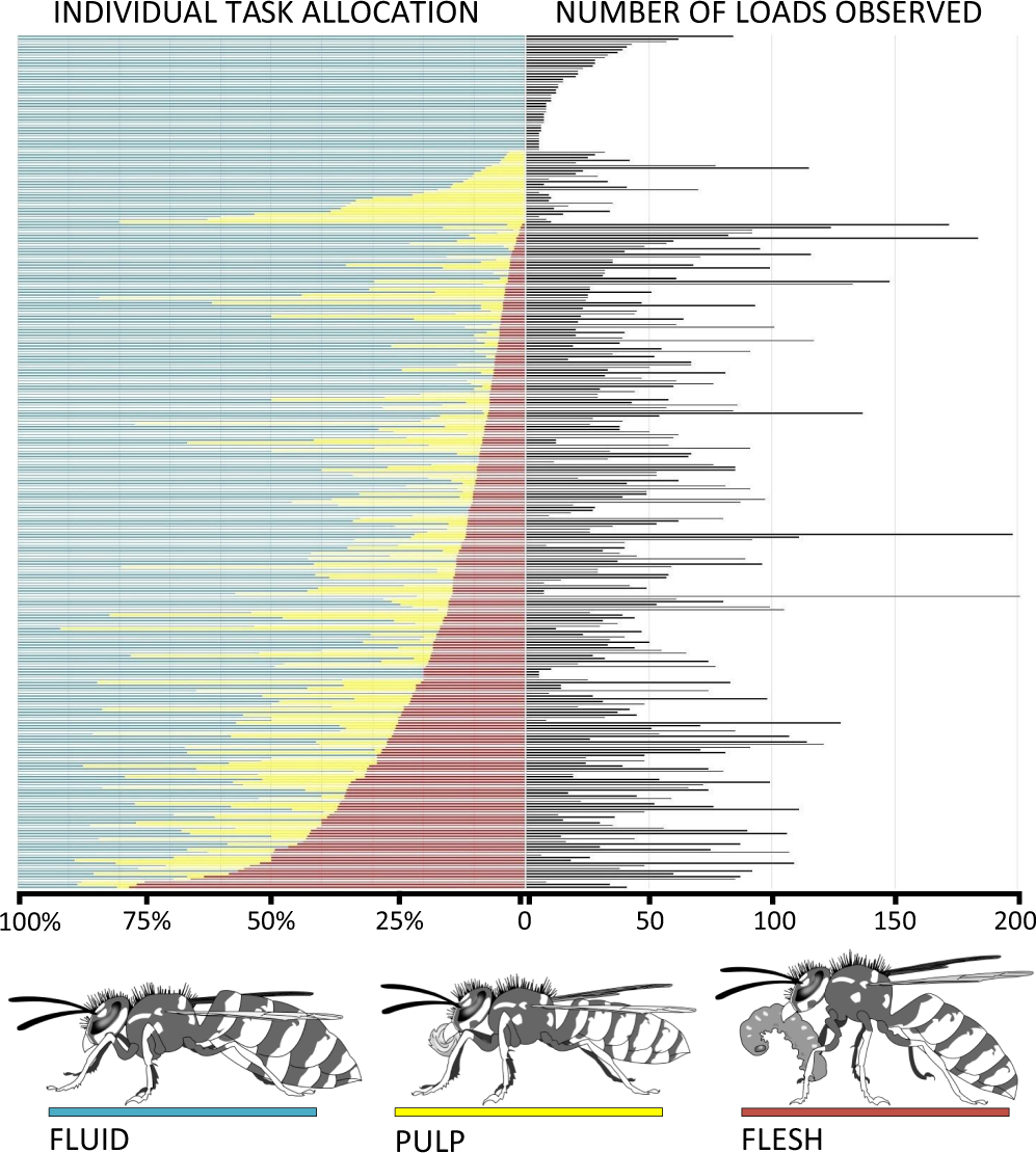 Behaviourally Specialized Foragers Are Less Efficient And Live Shorter Lives Than Generalists In Wasp Colonies Scientific Reports