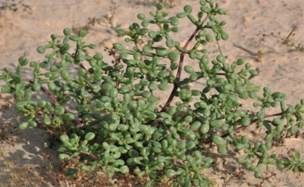 The assessment of cadmium, chromium, copper, and nickel tolerance and  bioaccumulation by shrub plant Tetraena qataranse | Scientific Reports