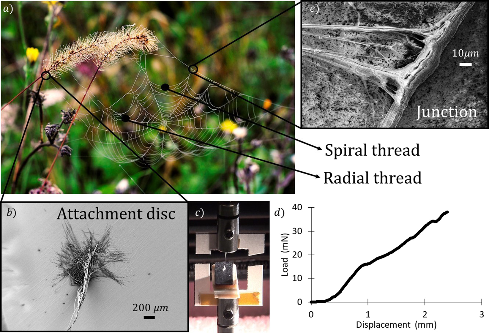 Spider web's secrets could lead to stronger glues