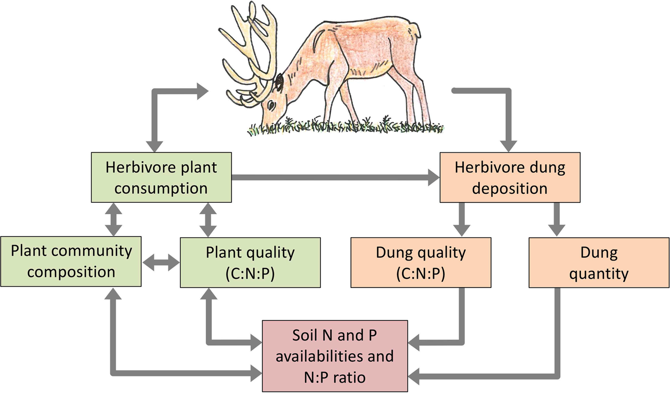 Herbivore dung quality affects plant community diversity | Scientific  Reports