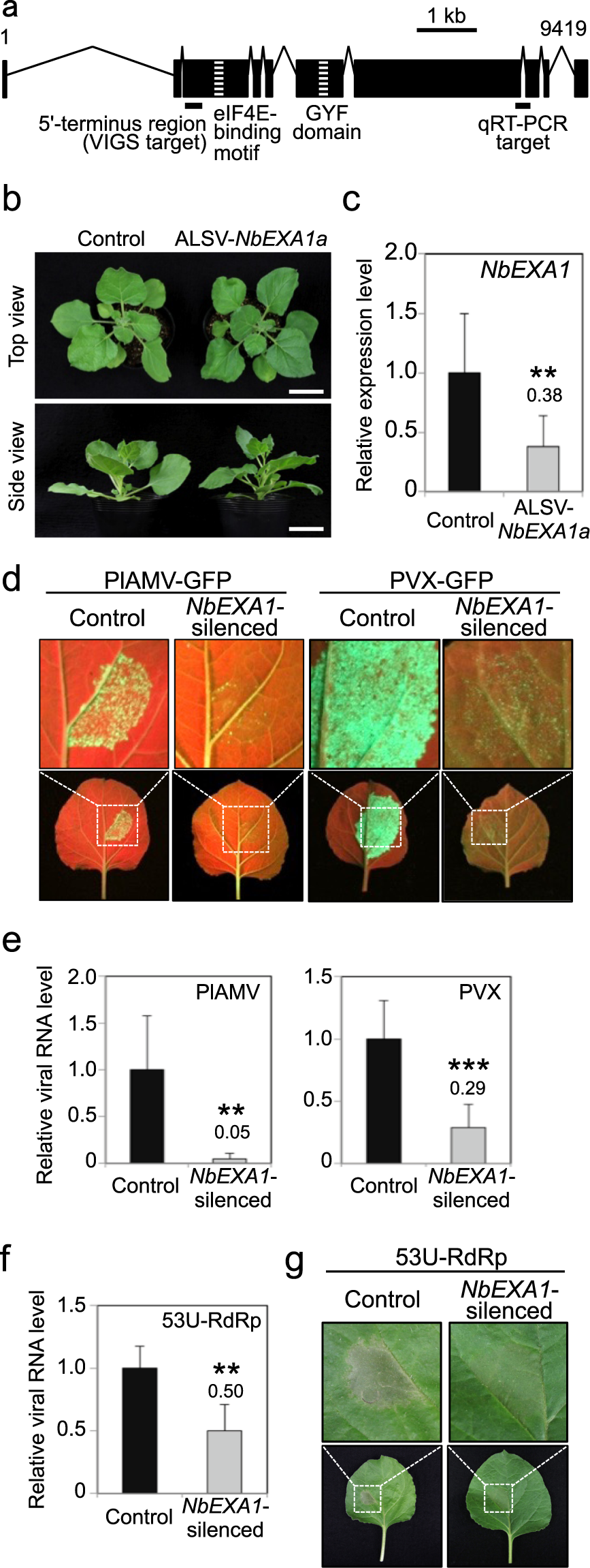xf and indection in plant