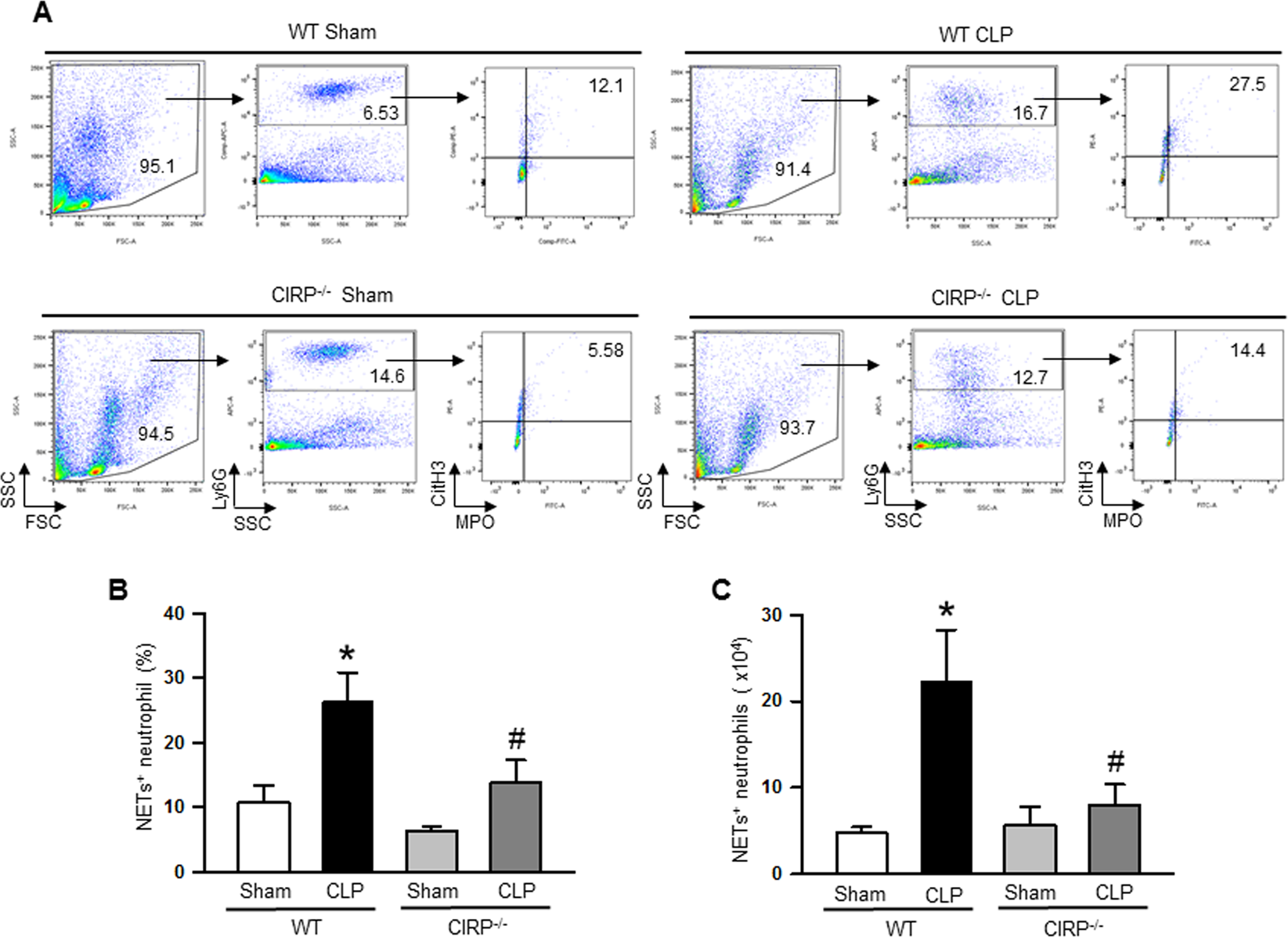 Cold-inducible RNA-binding Protein Induces Neutrophil Extracellular Traps  in the Lungs during Sepsis | Scientific Reports