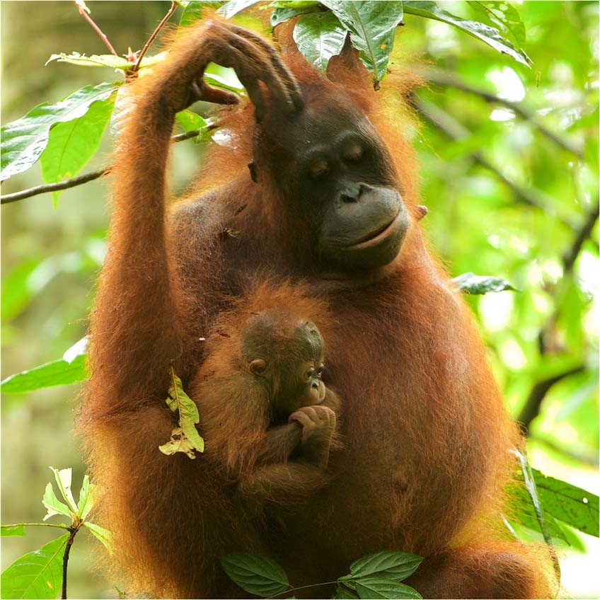 848px x 848px - Possible Male Infanticide in Wild Orangutans and a Re-evaluation of  Infanticide Risk | Scientific Reports