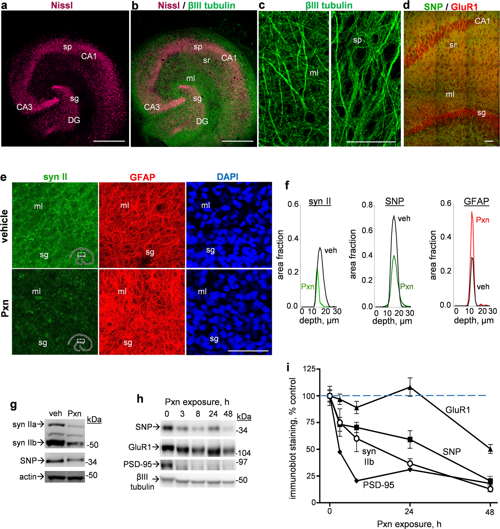 Prenatal Exposure To Organophosphorus >> Early Synaptic Alterations And Selective Adhesion Signaling In Prenatal Exposure To Organophosphorus >> Early Synaptic Alterations And Selective Adhesion Signaling In