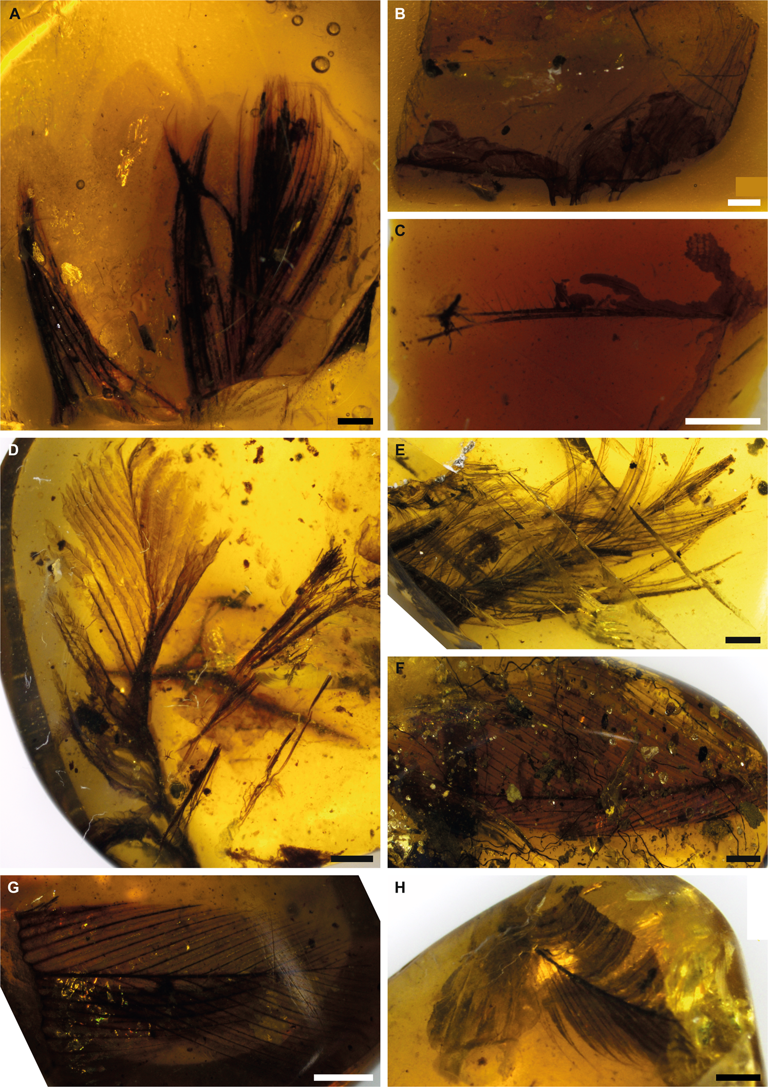 Ancient amino acids from fossil feathers in amber | Scientific Reports