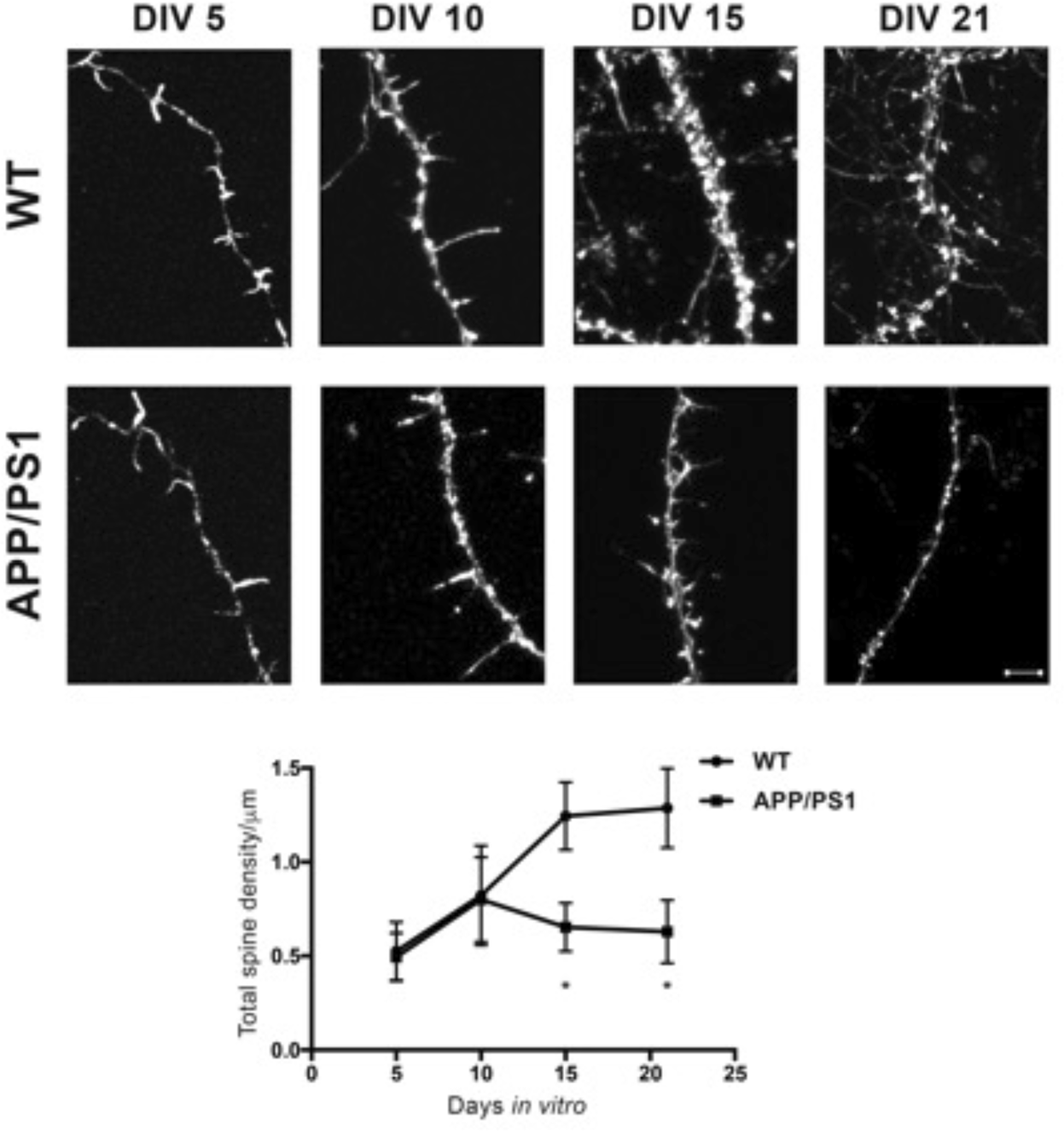 Synapse Free Download 2019