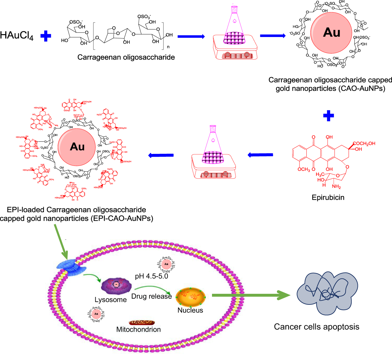 Epirubicin-loaded marine oligosaccharide capped gold nanoparticle system for pH-triggered anticancer drug | Scientific Reports