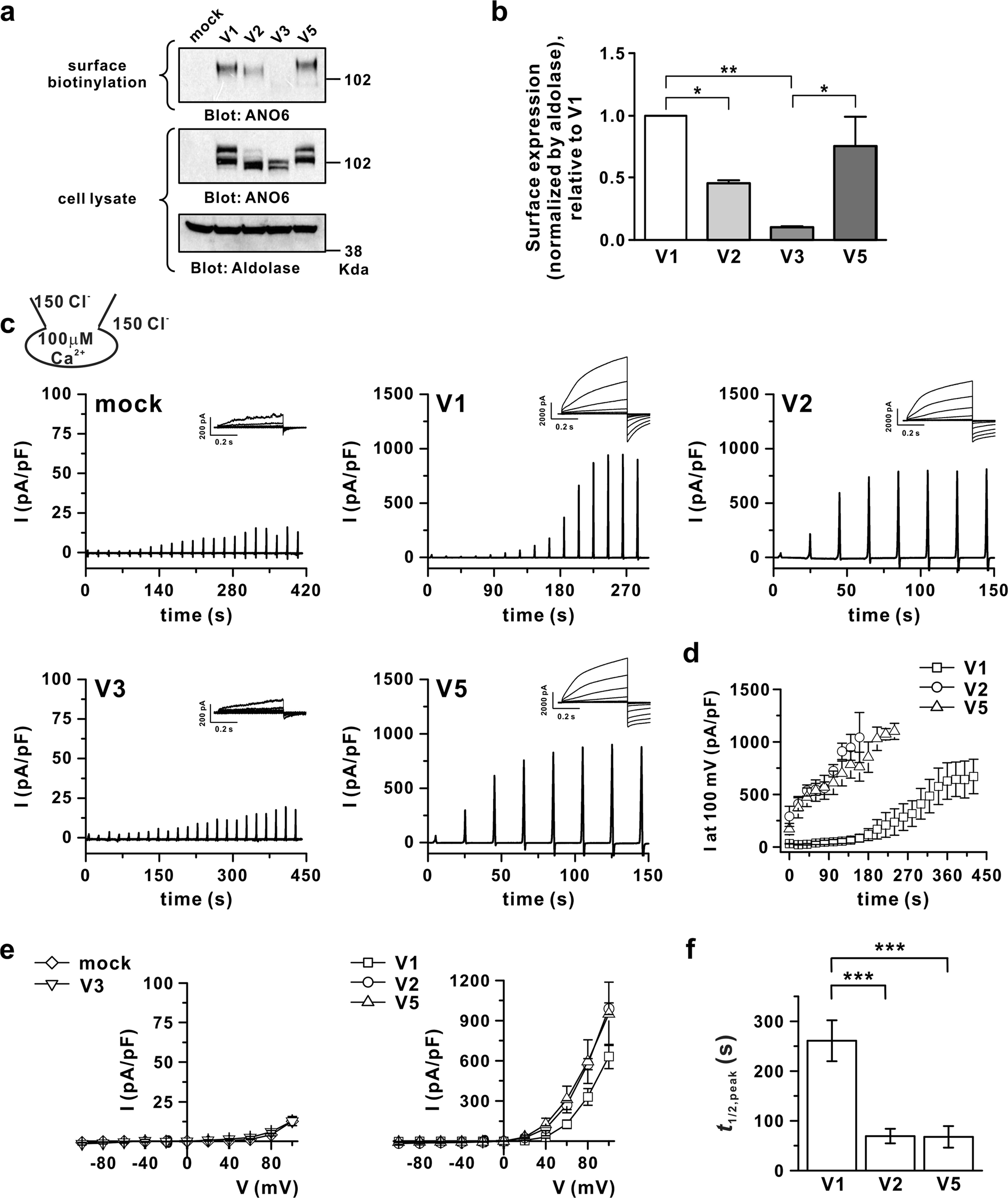 Temperature Dependent Increase In The Calcium Sensitivity