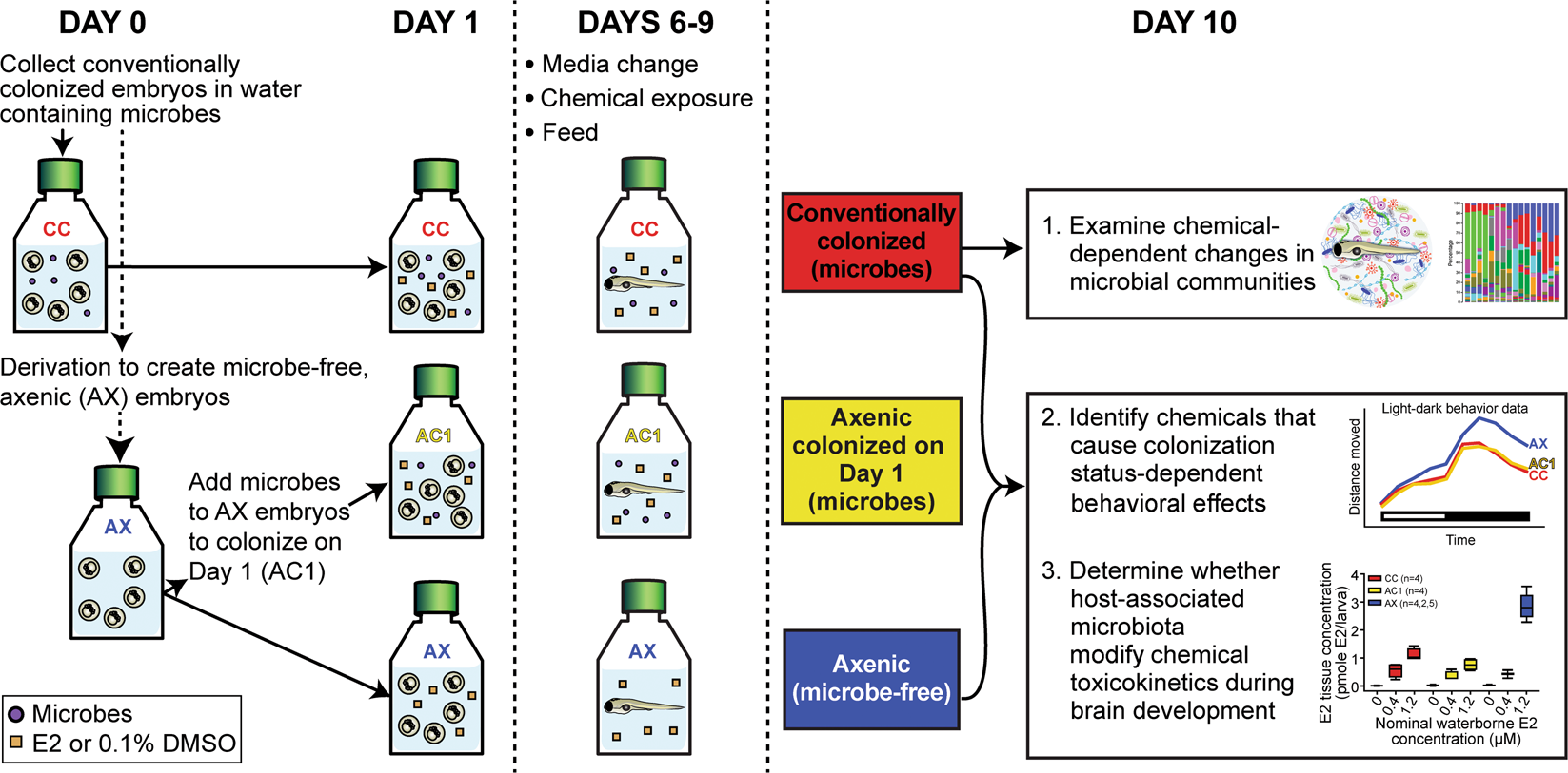 Microbiota alter metabolism and mediate neurodevelopmental toxicity of  17β-estradiol | Scientific Reports