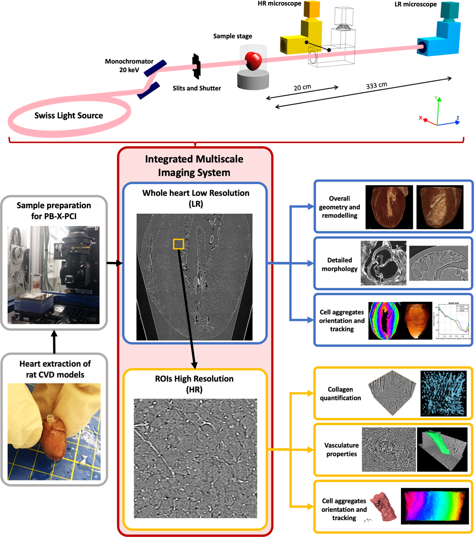 Comprehensive Analysis of Animal Models of Cardiovascular Disease using Multiscale X-Ray Phase Contrast Tomography | Scientific Reports Comprehensive Analysis of Animal Models of Cardiovascular Disease using Multiscale X-Ray Phase Contrast Tomography | Scientific Reports