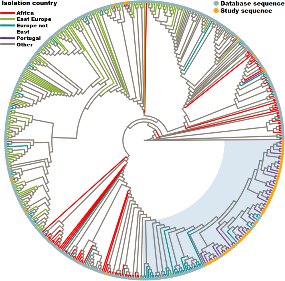 Phylogenetic Approach Reveals That Virus Genotype Largely Determines HIV  Set-Point Viral Load