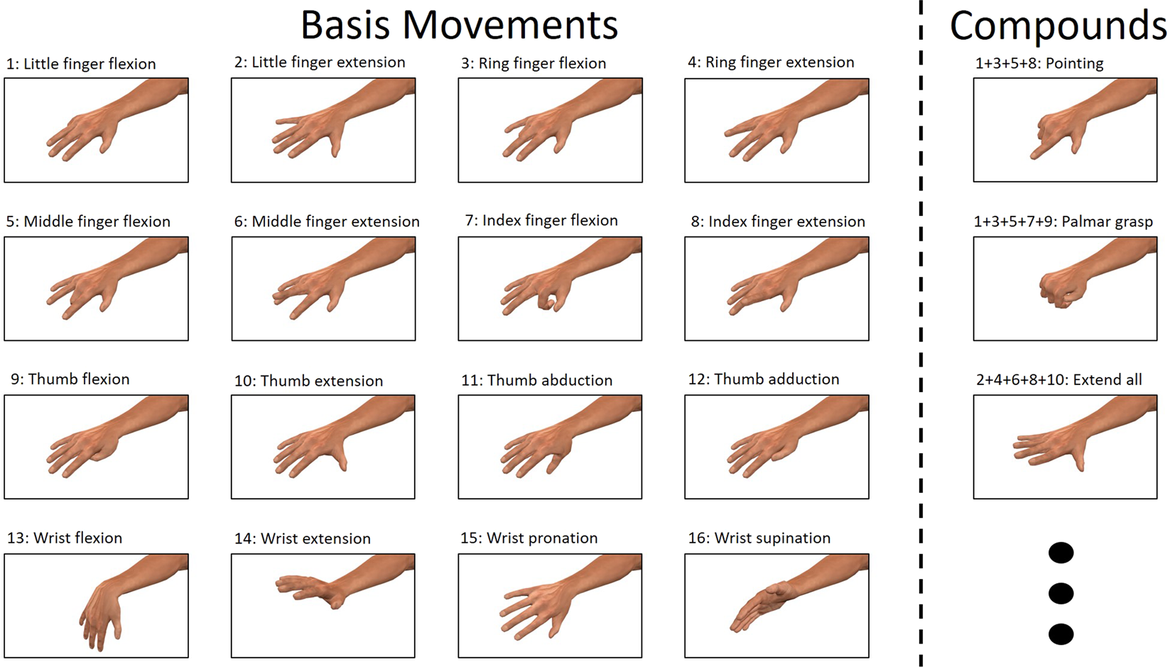 a) The abduction, adduction, flexion, extension, pronation and