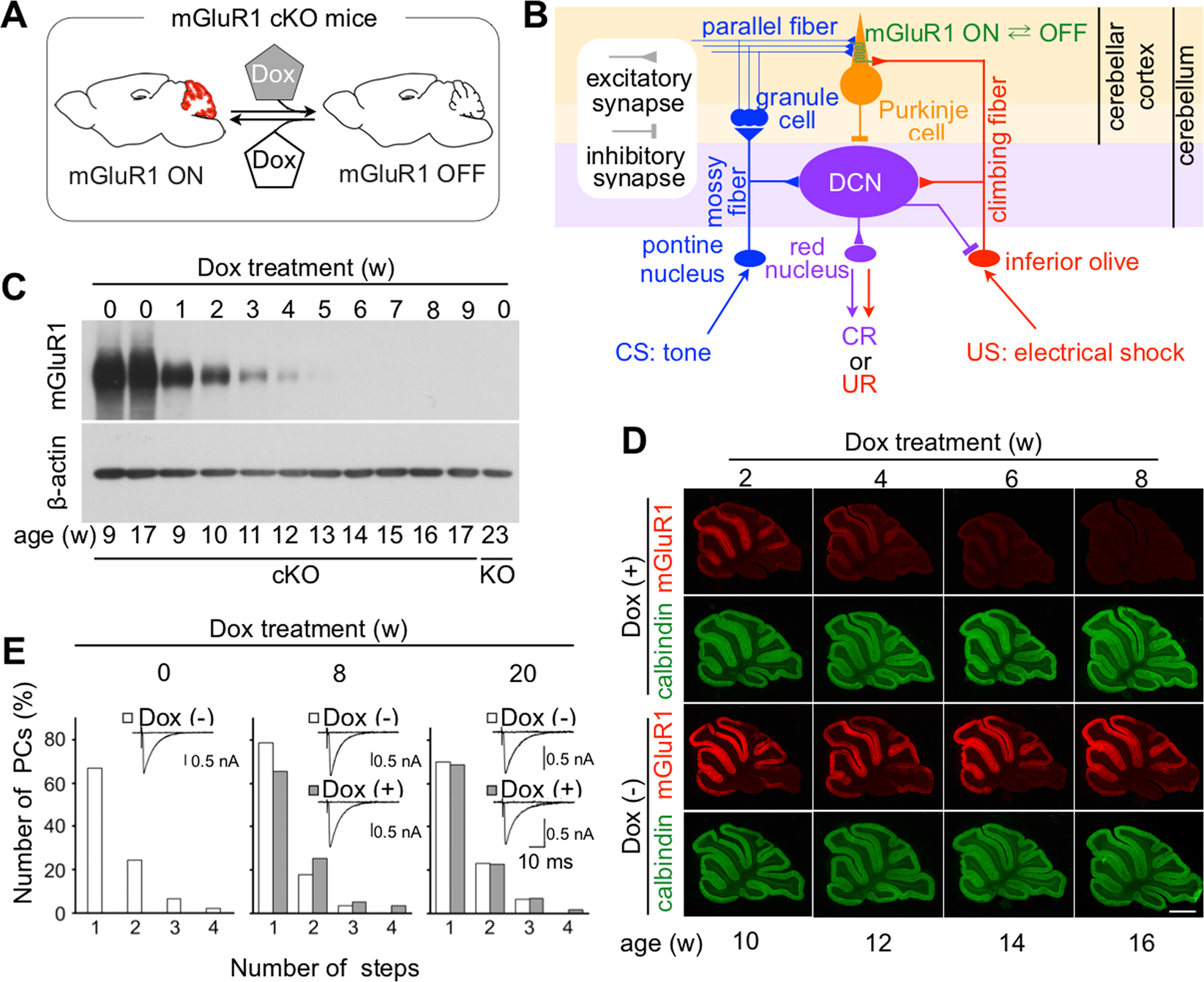 mGluR1 in cerebellar Purkinje cells is essential for the formation