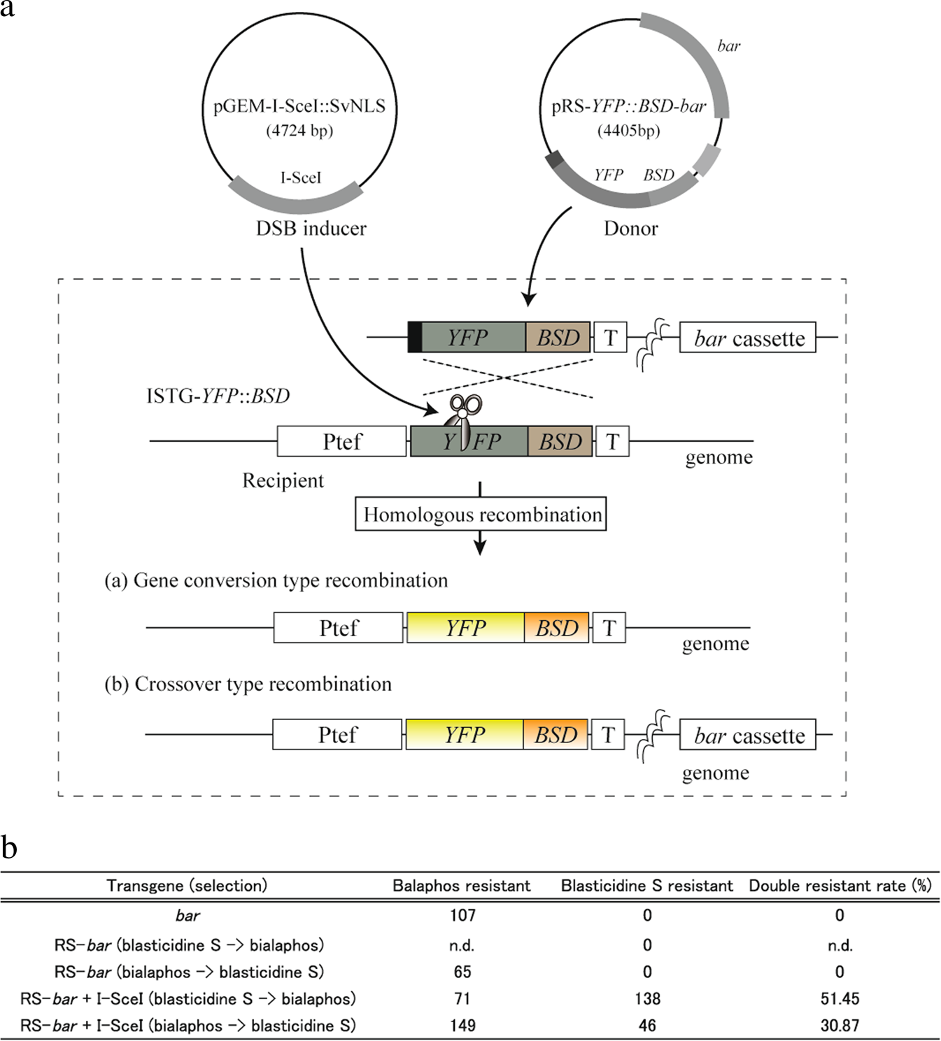 Single Crossover Mediated Targeted Nucleotide Substitution And Knock In Strategies With Crispr Cas9 System In The Rice Blast Fungus Scientific Reports