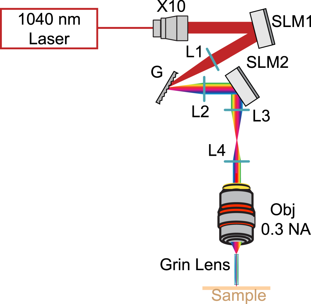 Multiplexed temporally focused light shaping through a gradient index lens  for precise in-depth optogenetic photostimulation | Scientific Reports