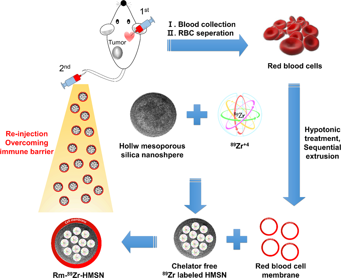 Red Blood Cell Membrane Bioengineered Zr-89 Labelled Hollow Mesoporous  Silica Nanosphere for Overcoming Phagocytosis | Scientific Reports
