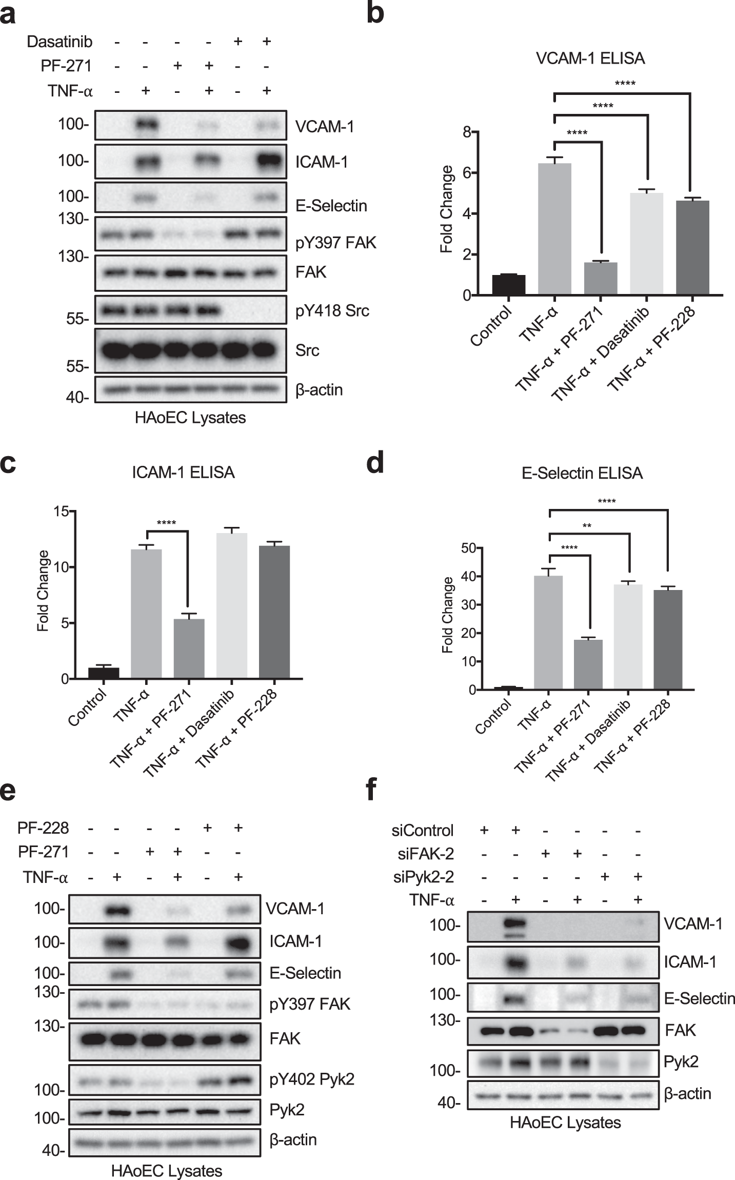 FAK and Pyk2 activity promote TNF-α and IL-1β-mediated pro-inflammatory  gene expression and vascular inflammation | Scientific Reports