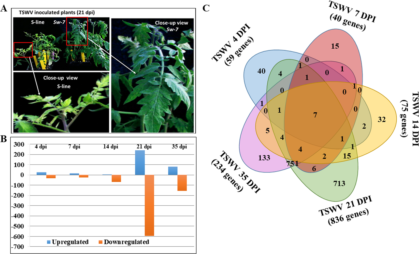 Comprehensive Transcriptome Analysis And Functional Characterization Of  Pr-5 For Its Involvement In Tomato Sw-7 Resistance To Tomato Spotted Wilt  Tospovirus | Scientific Reports Comprehensive Transcriptome Analysis And Functional Characterization Of  Pr-5 For Its Involvement In Tomato Sw-7 Resistance To Tomato Spotted Wilt  Tospovirus | Scientific Reports