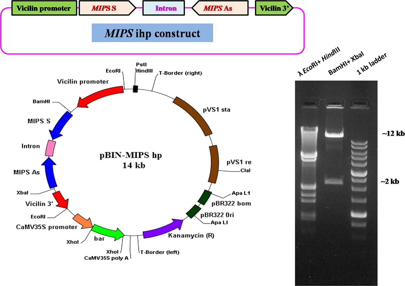 Seed targeted RNAi-mediated silencing of GmMIPS1 limits phytate  accumulation and improves mineral bioavailability in soybean | Scientific  Reports