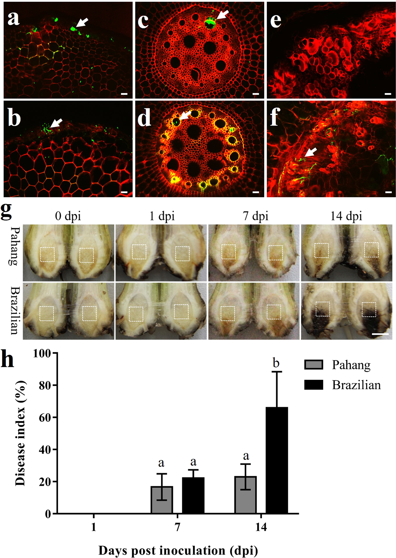 Frontiers  Characterization of fungal pathogens and germplasm