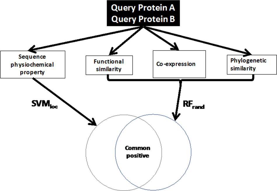 Computational identification of protein-protein interactions in 