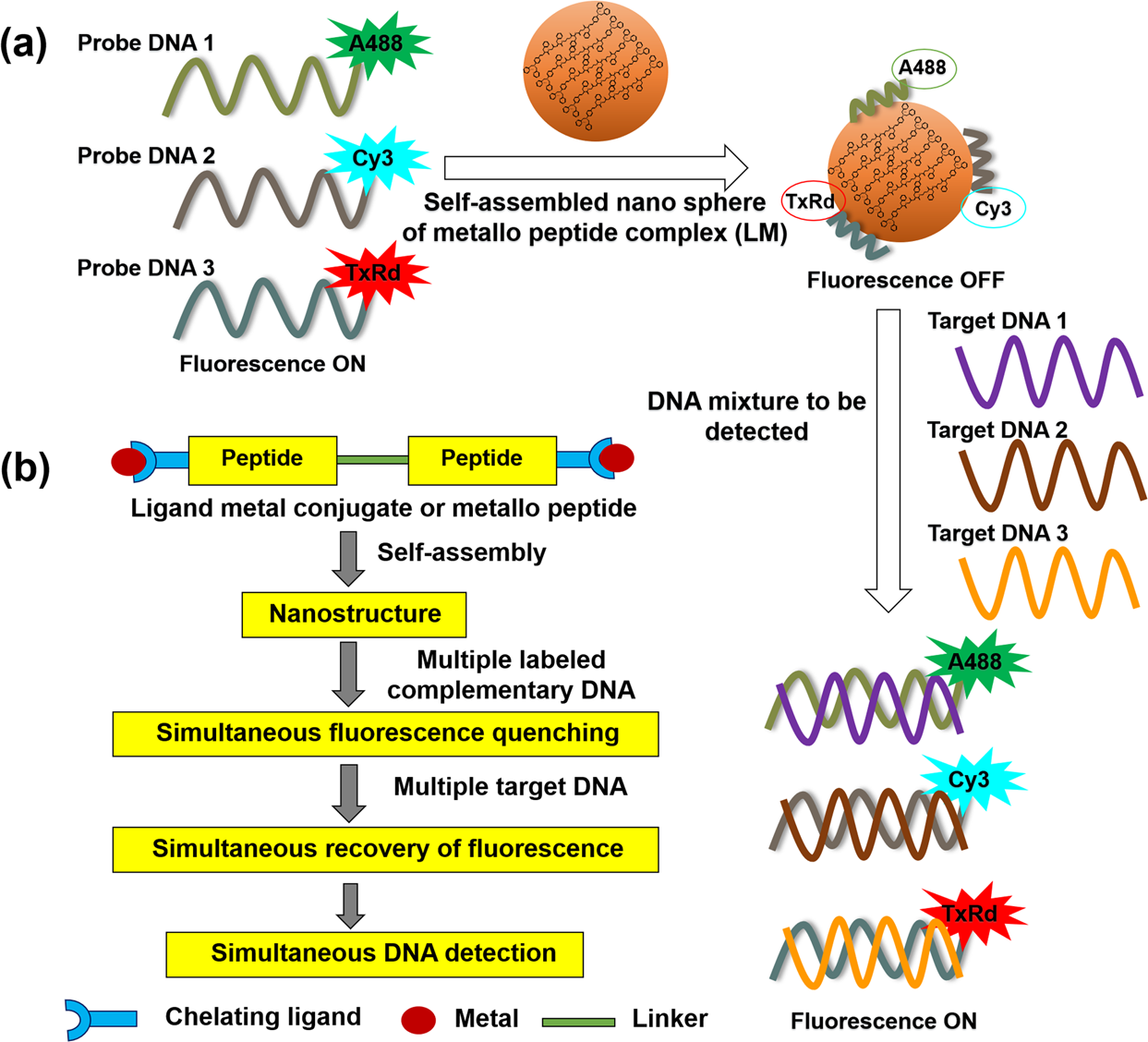Multiplex Optical Detection And Quantification Of Dna Fragments By Metallo Peptide Assemblies Scientific Reports