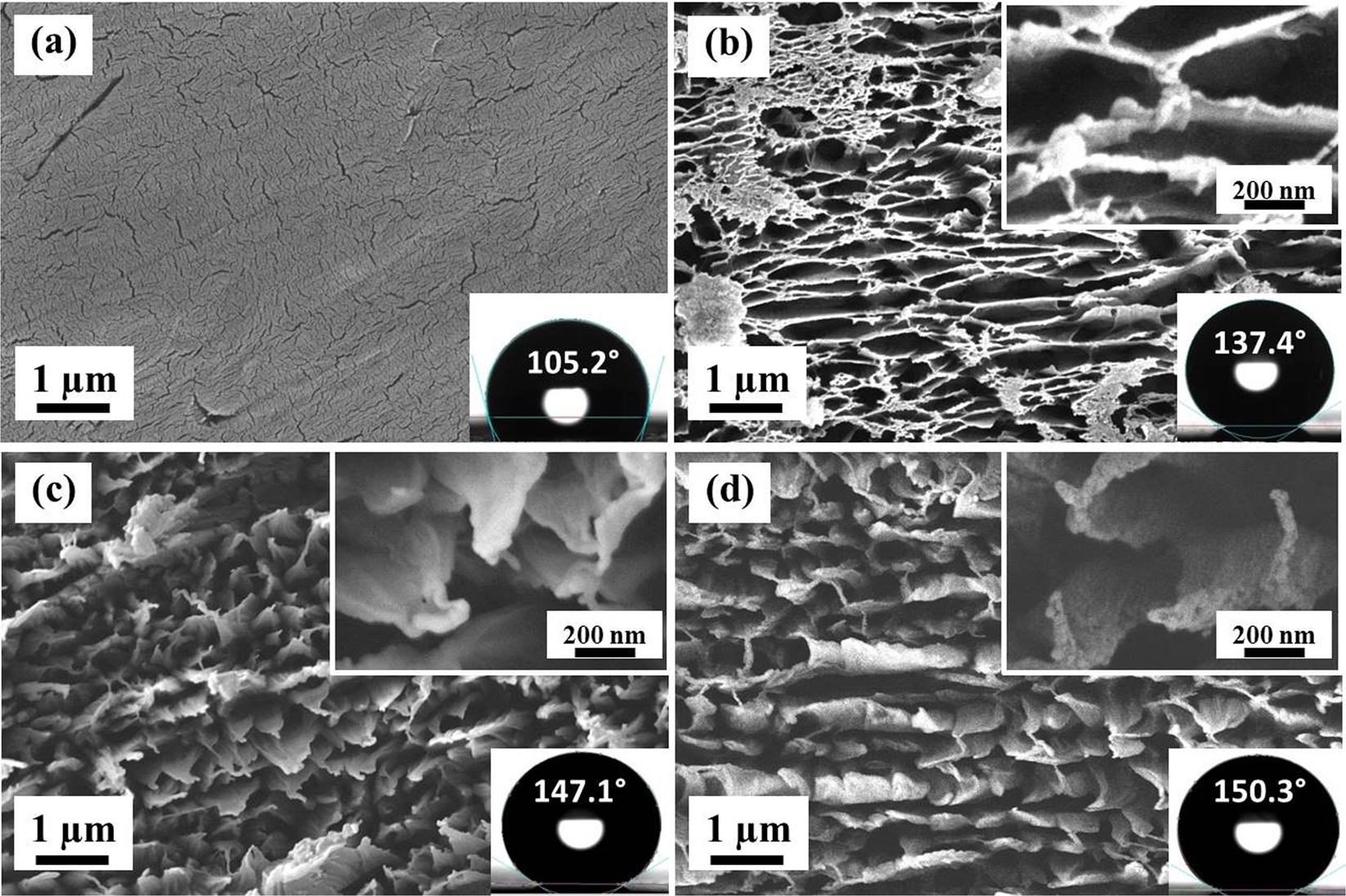 Role of Hierarchical Protrusions in Water Repellent Superhydrophobic PTFE  Surface Produced by Low Energy Ion Beam Irradiation