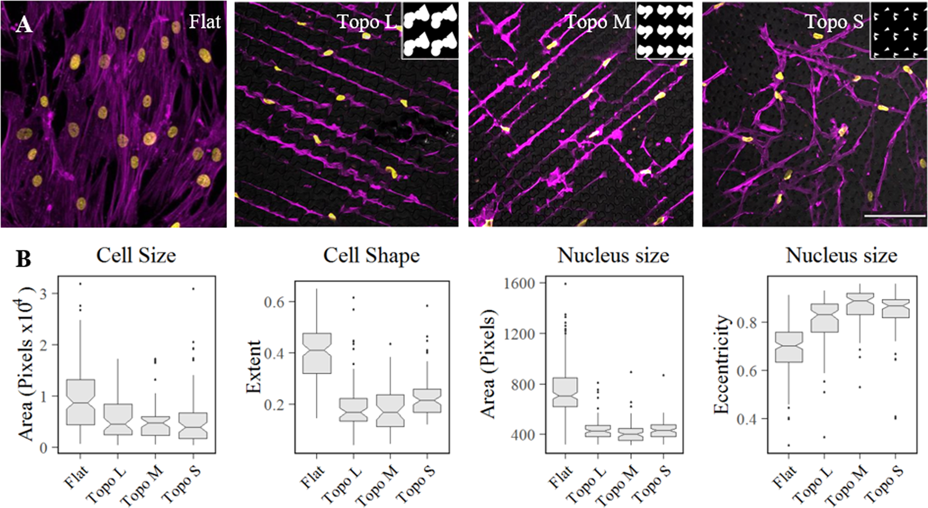 Differential cellular stiffness contributes to tissue elongation on an  expanding surface