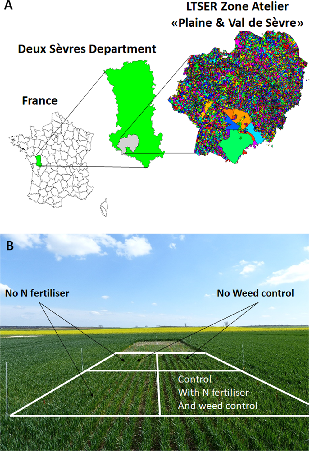 Experimental and empirical evidence shows that reducing weed control in  winter cereal fields is a viable strategy for farmers | Scientific Reports