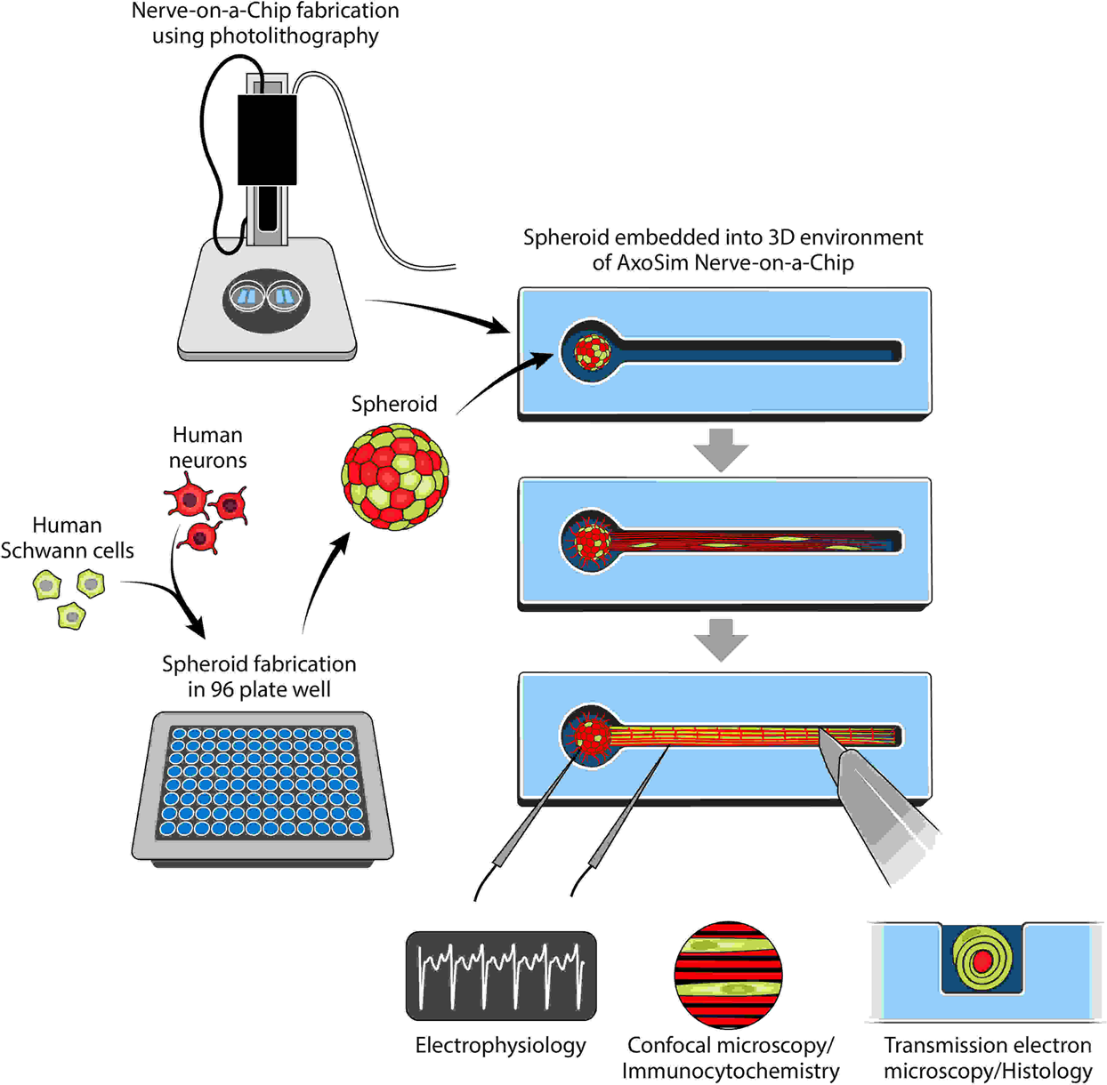 Neurons-on-a-Chip for Drug Development & Neurotoxicity