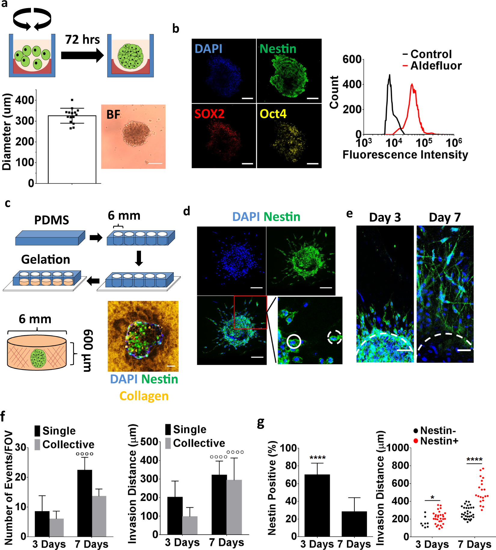 Endothelial cells promote 3D invasion of GBM by IL-8-dependent induction of  cancer stem cell properties | Scientific Reports