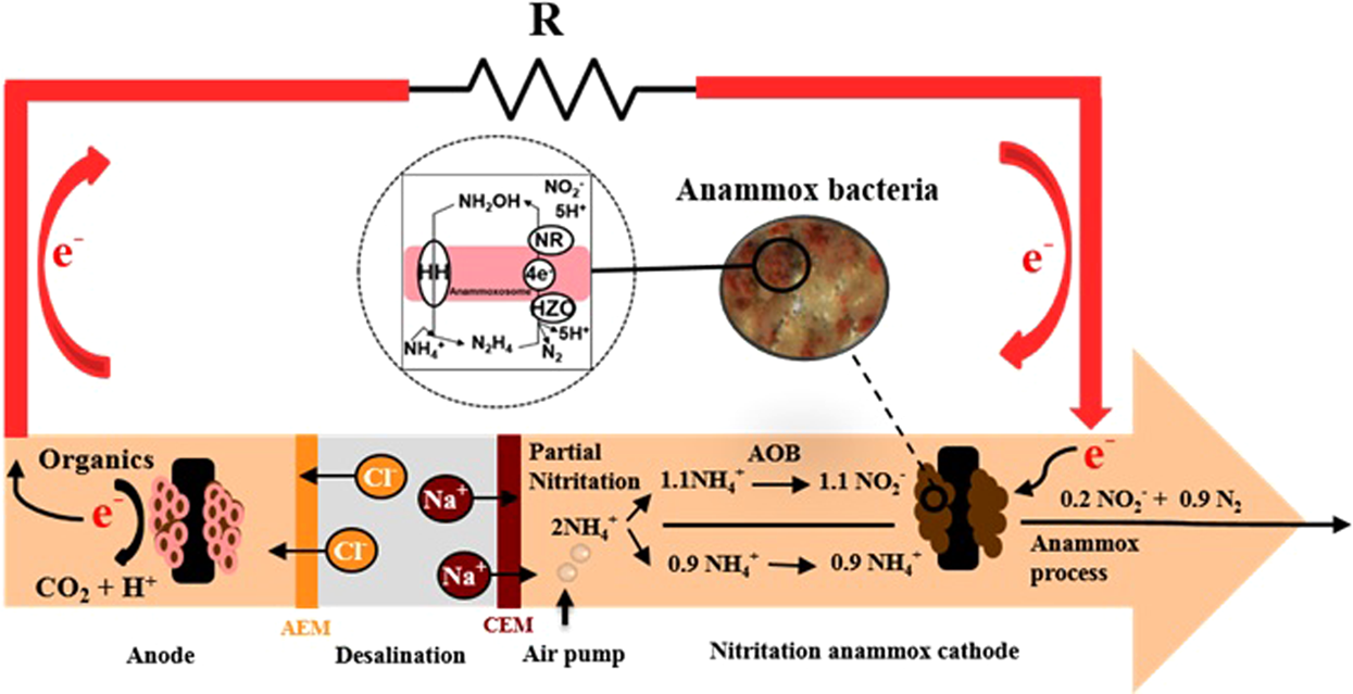 Accomplishing a N-E-W (nutrient-energy-water) synergy in a  bioelectrochemical nitritation-anammox process | Scientific Reports