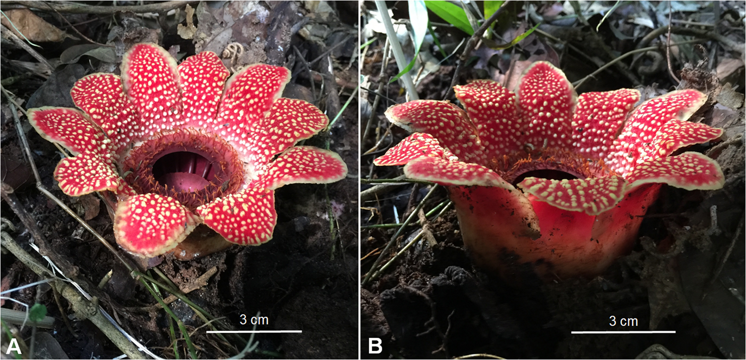eDNA-based monitoring of parasitic plant (Sapria himalayana) | Scientific Reports eDNA-based monitoring of parasitic plant (Sapria himalayana) | Scientific Reports