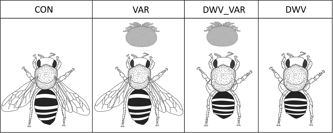 Bees for Development Journal Edition 60 - September 2001 by Bees