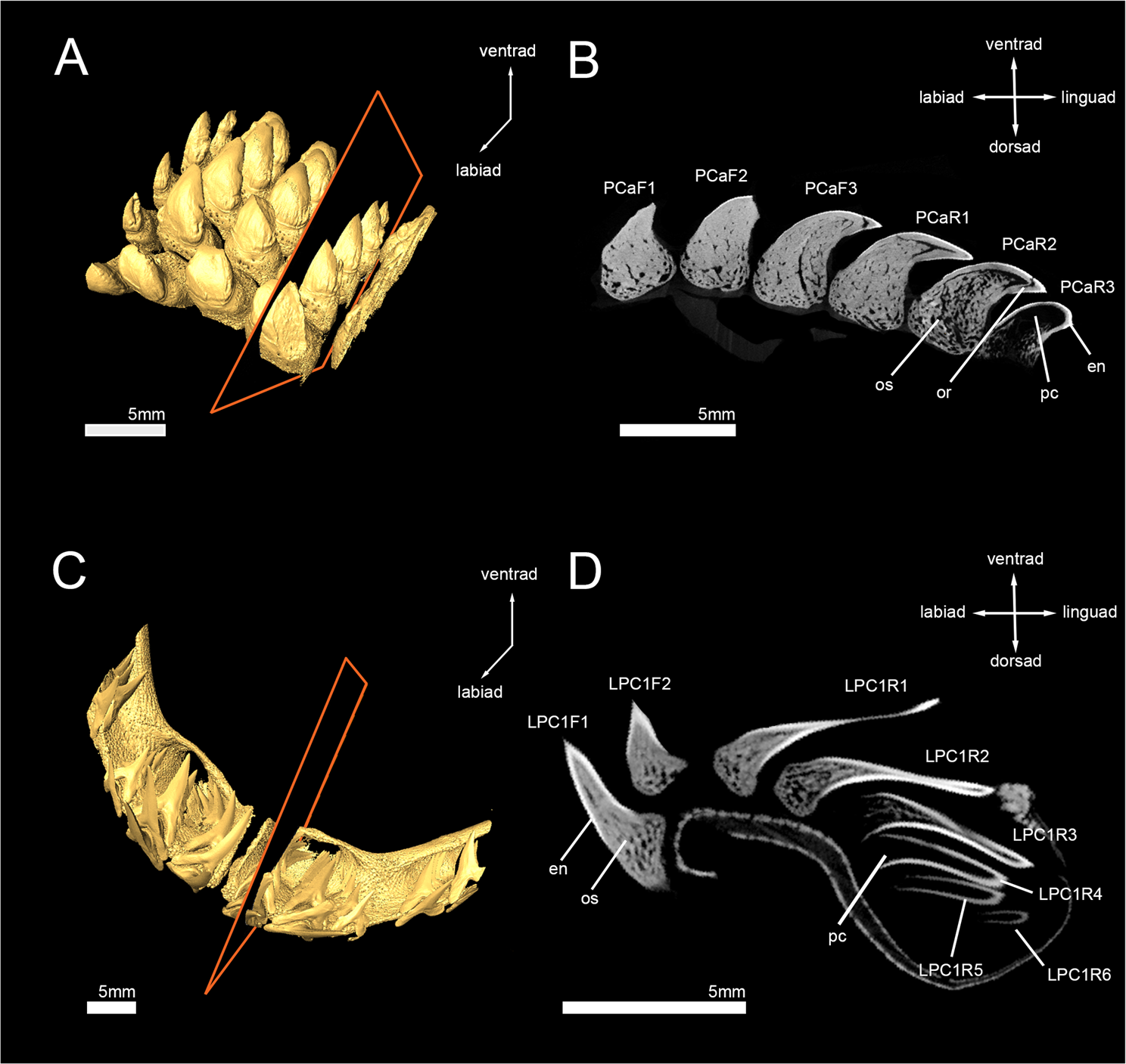 Micro Computed Tomography Imaging Reveals The Development Of A Unique Tooth Mineralization Pattern In Mackerel Sharks Chondrichthyes Lamniformes In Deep Time Scientific Reports Micro Computed Tomography Imaging Reveals The Development Of A Unique Tooth Mineralization Pattern In Mackerel Sharks Chondrichthyes Lamniformes In Deep Time Scientific Reports