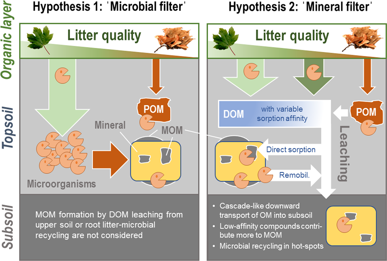 Microbial and abiotic controls on mineral-associated organic ...