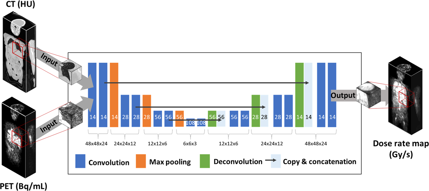 Deep-dose: a voxel dose estimation method using deep convolutional neural  network for personalized internal dosimetry | Scientific Reports