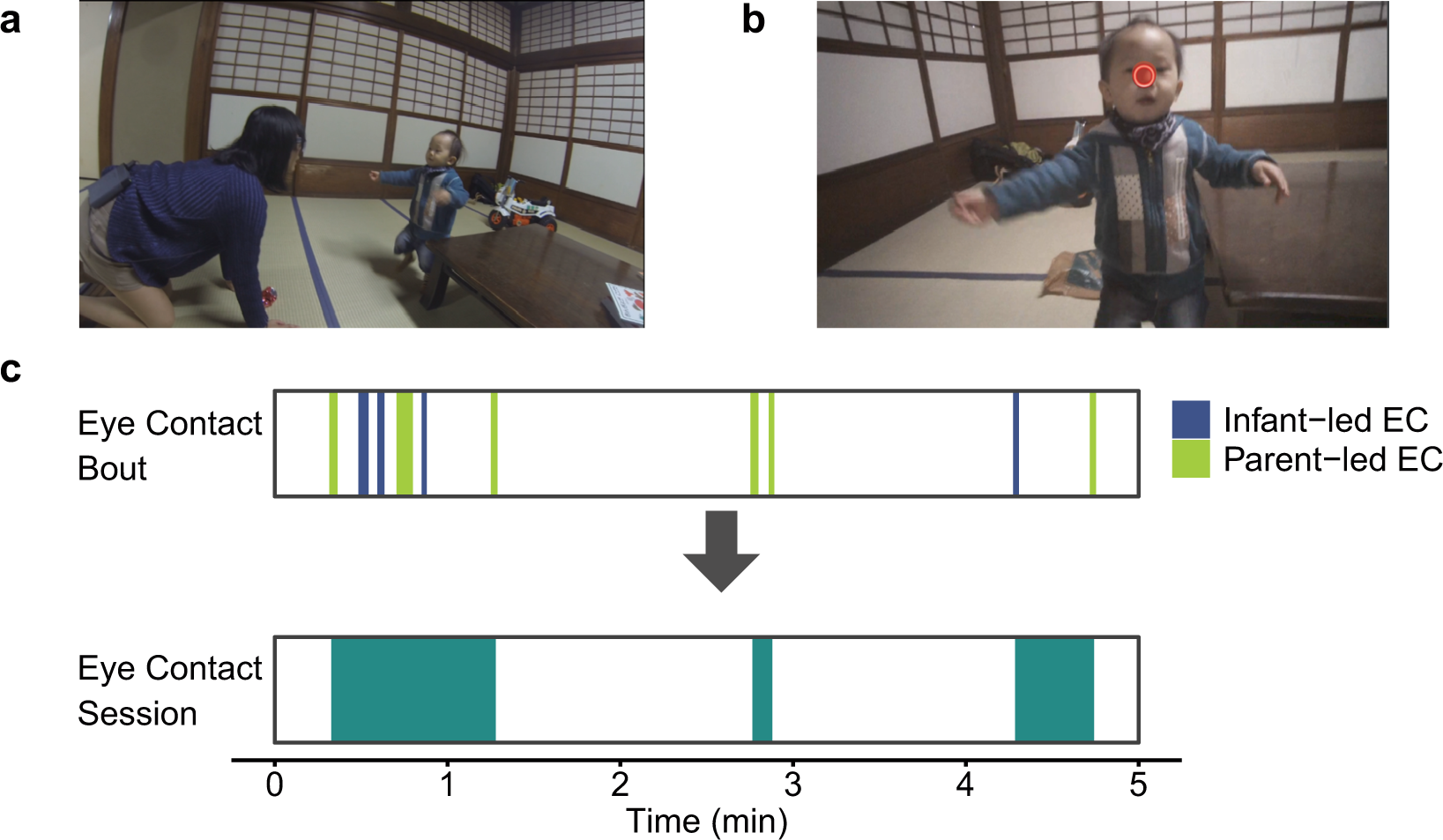 Eye tracking in an everyday environment reveals the interpersonal distance  that affords infant-parent gaze communication | Scientific Reports