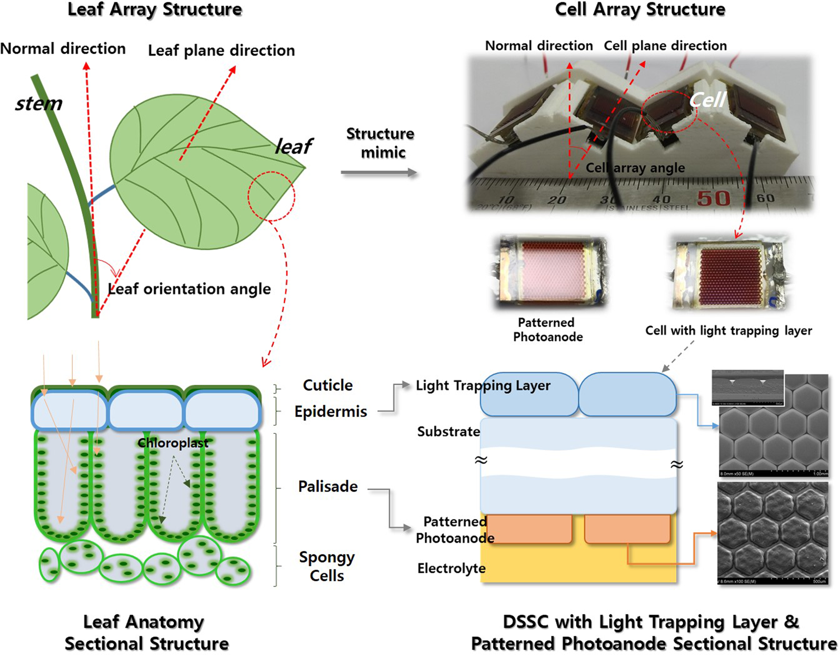 Leaf Anatomy and 3-D Structure Mimic to Solar Cells with light trapping and  3-D arrayed submodule for Enhanced Electricity Production | Scientific  Reports