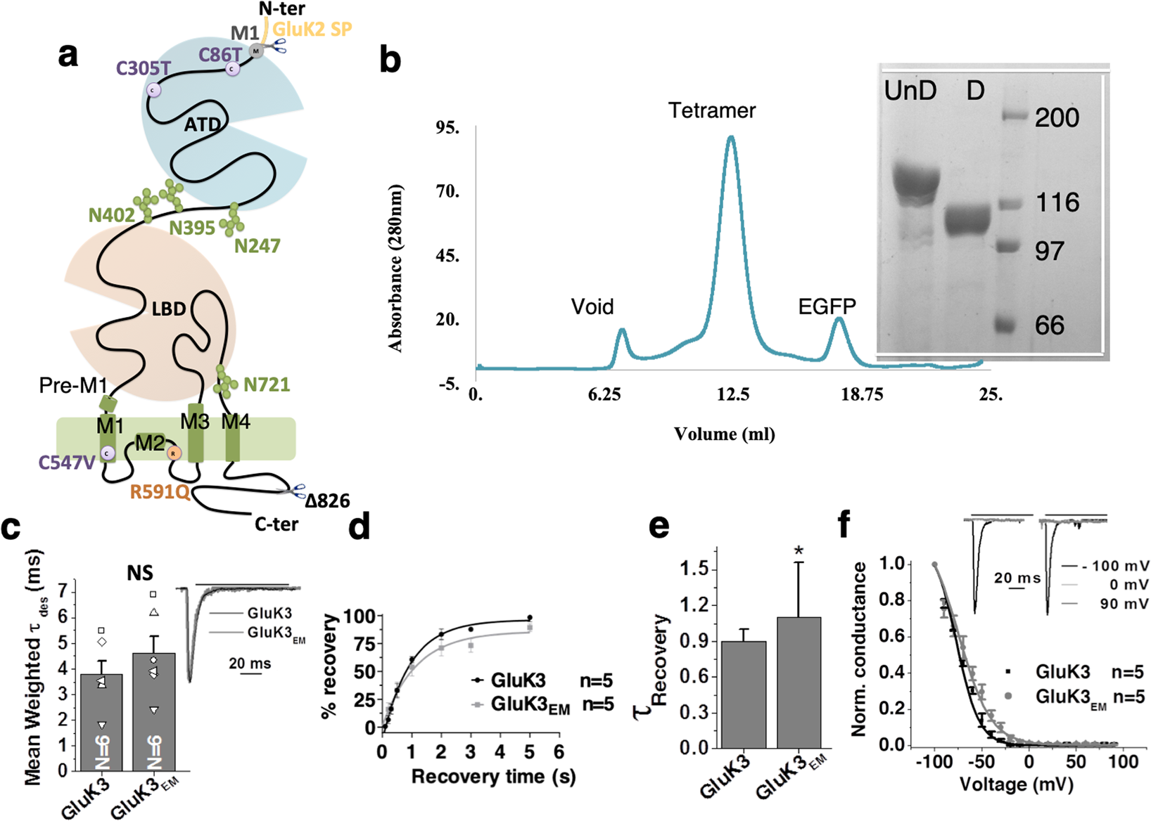 ghk-cu mechanism of action receptor desensitization Structural and Functional Insights into GluK3-kainate Receptor  Desensitization and Recovery